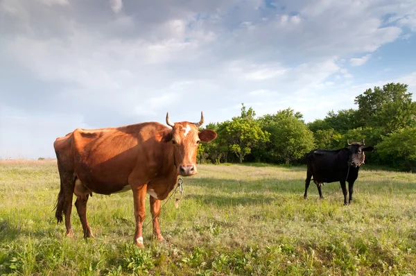 Sunset cattle — Stock Photo, Image