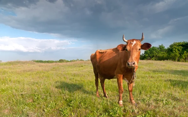 Zonsondergang vee — Stockfoto