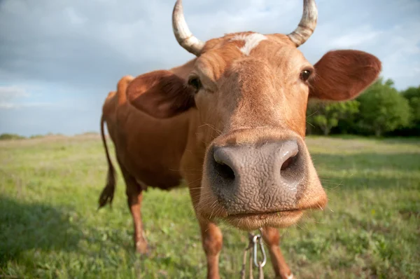 Nieuwsgierig koe — Stockfoto