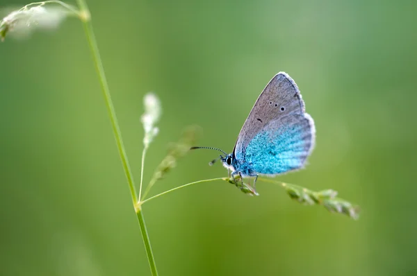 stock image Small butterfly