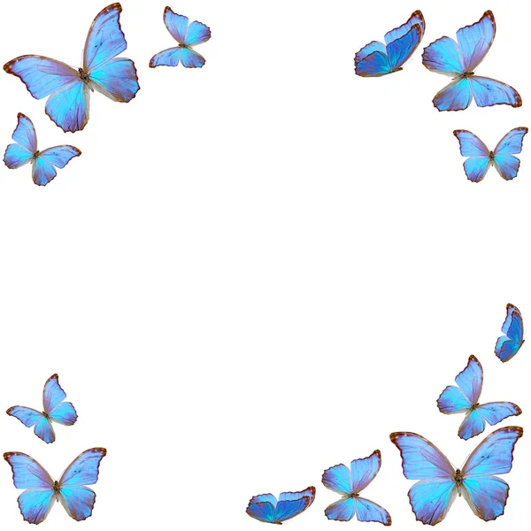 Frame of blue butterfly — Stock Photo © galadon #10953941