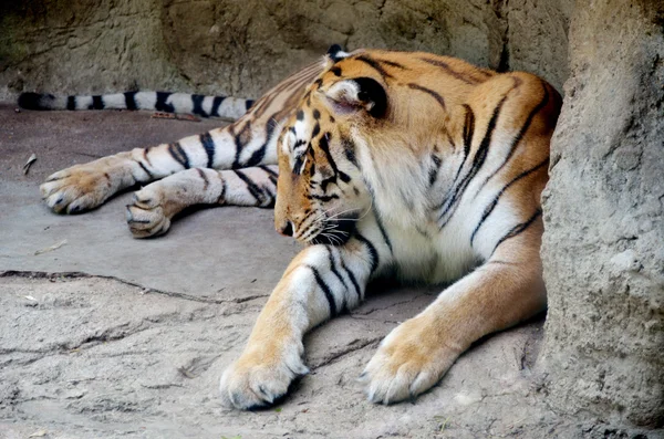 stock image Tiger sleep