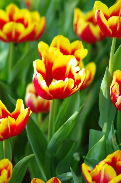 Ogród tulipan — Zdjęcie stockowe