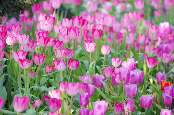Roze tulp in de tuin — Stockfoto
