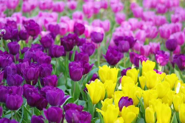 Kleurrijke tulip — Stockfoto