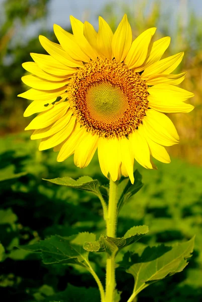 Slunečnice ve farmě — Stock fotografie