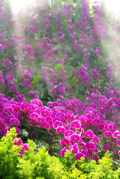 Bonito jardín de orquídeas con luz solar —  Fotos de Stock