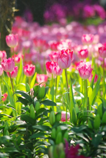 Joli jardin de tulipes — Photo