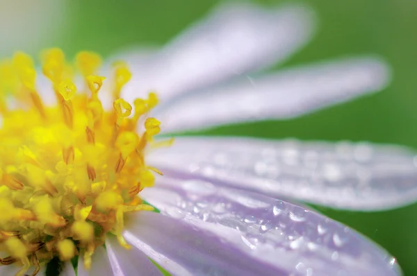 Goccia di pioggia sul fiore — Foto Stock