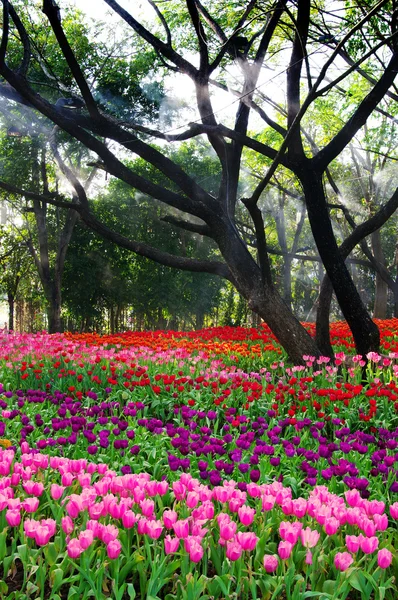 Tulipan kolorowy kwiat — Zdjęcie stockowe