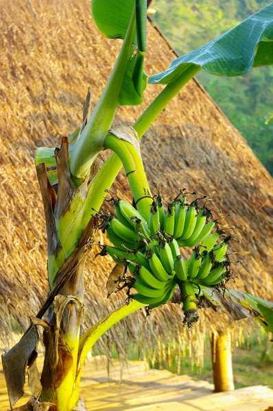 Банановое дерево — стоковое фото