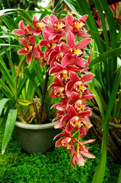 Rote Orchidee — Stockfoto