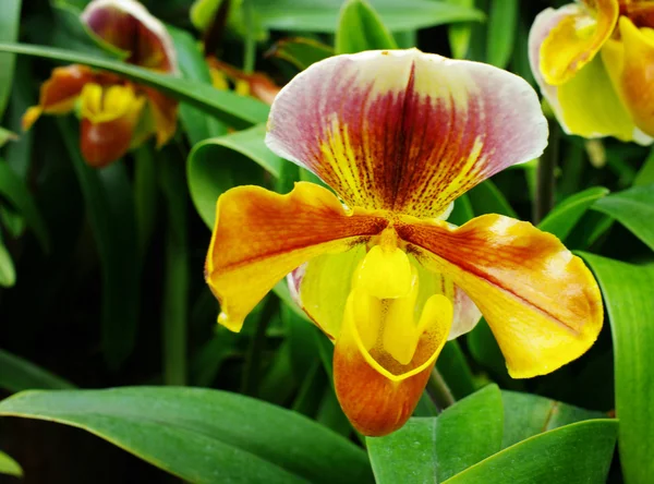 Güzel orkide paphiopedilum villosum — Stok fotoğraf
