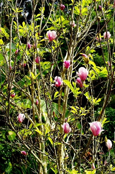 マグノリアの木に花 — ストック写真