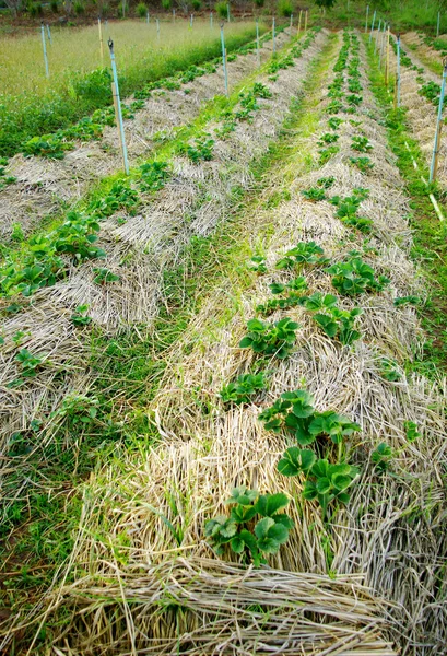 Jordgubbsplantor jordbruk — Stockfoto