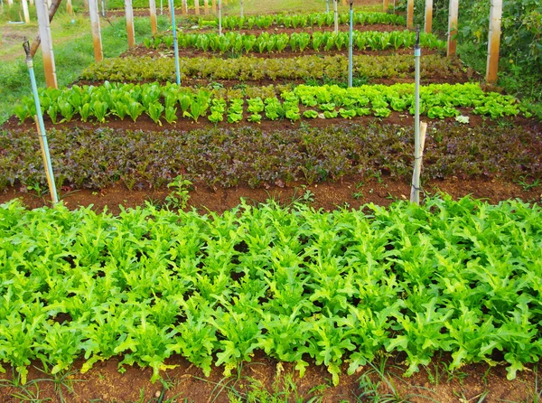 Vegetable farming — Stock Photo, Image