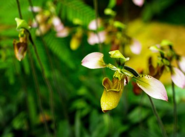 güzel orkide paphiopedilum villosum