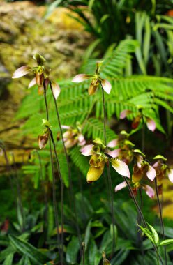 güzel orkide paphiopedilum villosum