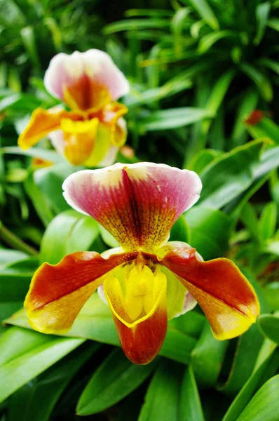 Ładne Orchidea, paphiopedilum villosum — Zdjęcie stockowe