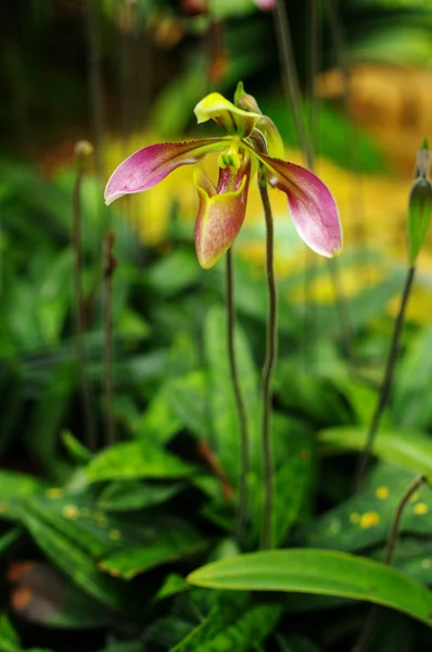 Pěkný orchidej paphiopedilum villosum — Stock fotografie