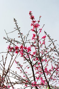 vahşi Himalaya kiraz çiçeği, prunus cerasoides