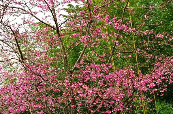 野生ヒマラヤ桜の花 — ストック写真