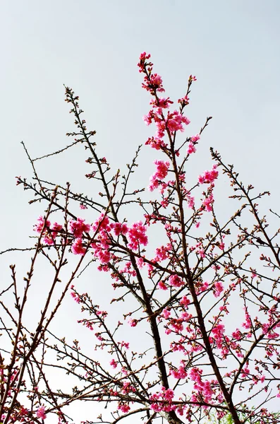 野生ヒマラヤ桜の花、ヒマラヤザクラ — ストック写真