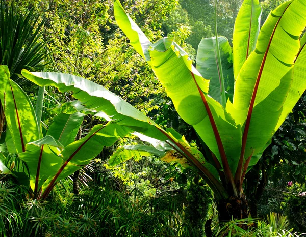 香蕉树装饰花园 — 图库照片