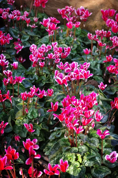 Cycamen spp, Belle couleur rose — Photo