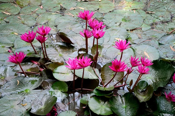 Lótus rosa na piscina natureza — Fotografia de Stock