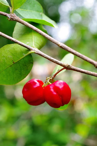 Stock image Red cherry on tree