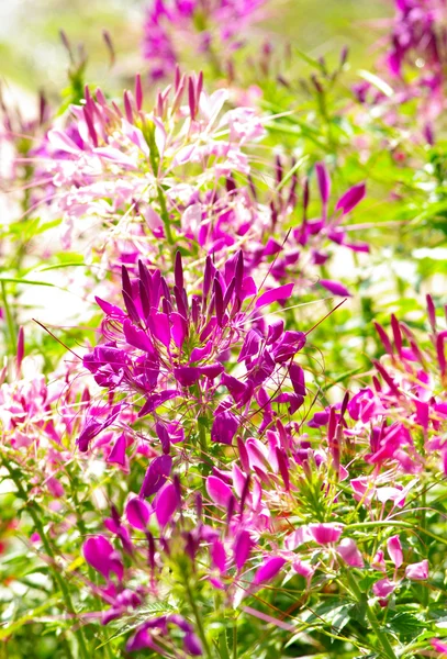 Fioletowy kwiat w ogrodzie — Zdjęcie stockowe