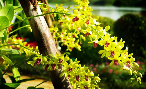 Bella orchidea gialla, Thailandia — Foto Stock