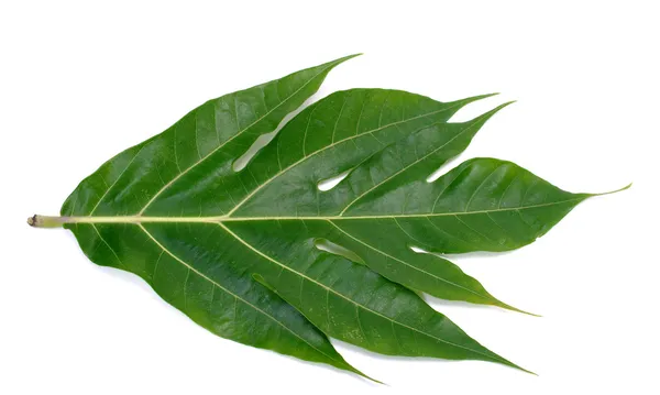 흰색 배경에 고립 빵 나무 잎 — 스톡 사진