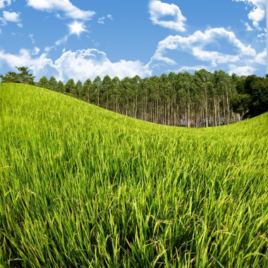 Rice field and farm with blue sky clipart