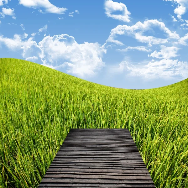 Терраса на рисовом поле с прекрасным небом, концепция путешествий по сельской местности — стоковое фото