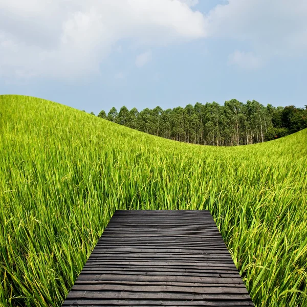 Concept de voyage à la campagne, Terrasse sur la rizière — Photo