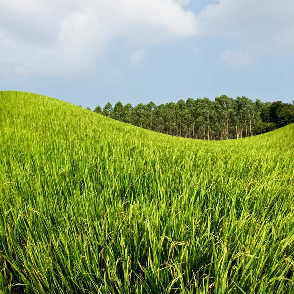 Рисовое поле и ферма с голубым небом — стоковое фото