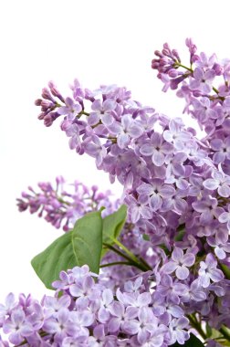 Branch of lilac clipart