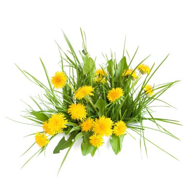 Dandelion clipart