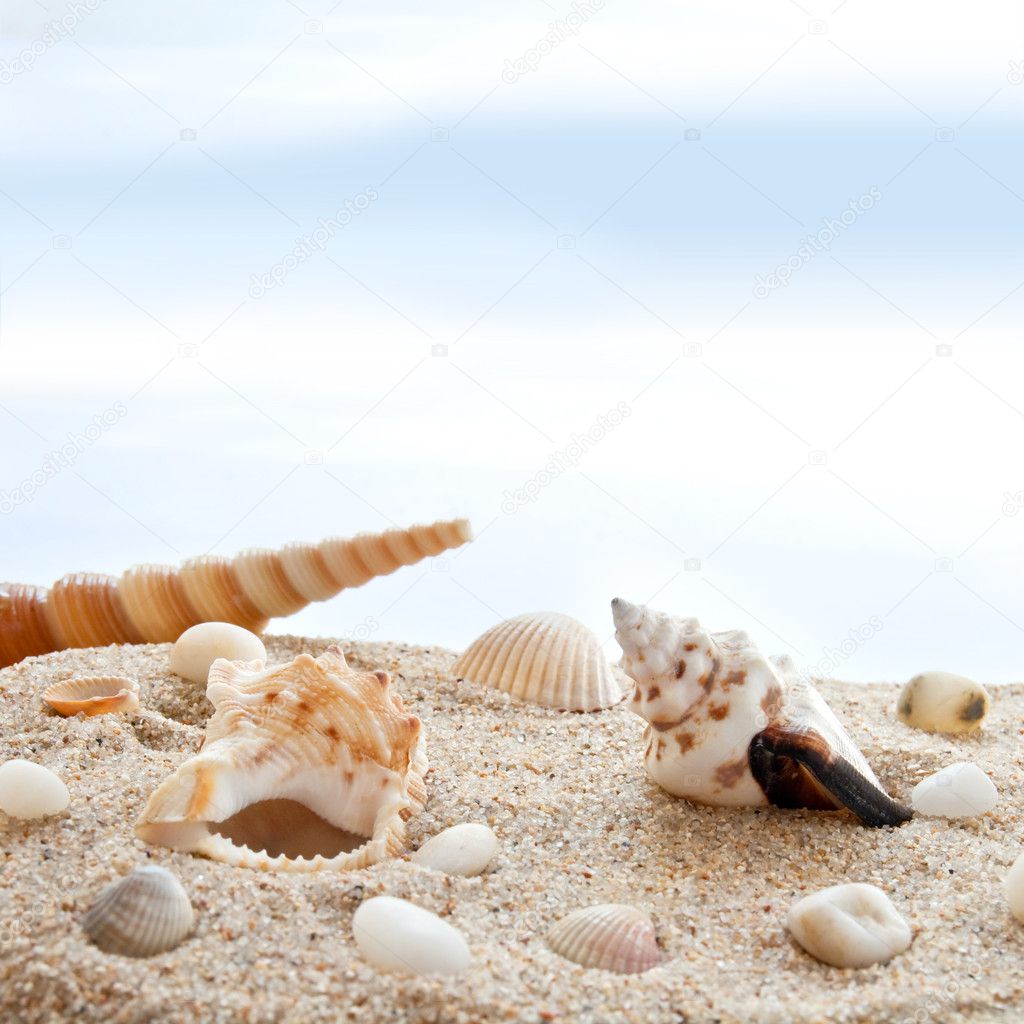 Seashells on a Beach