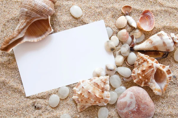 Seashells with sand — Stock Photo, Image