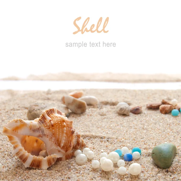 Seashells em uma praia — Fotografia de Stock