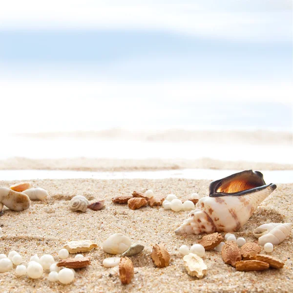 Seashells on a Beach — Stock Photo, Image