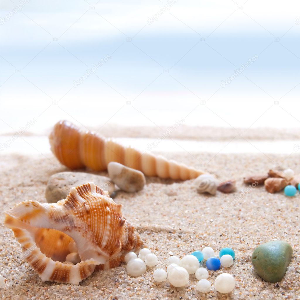 Seashells on a Beach