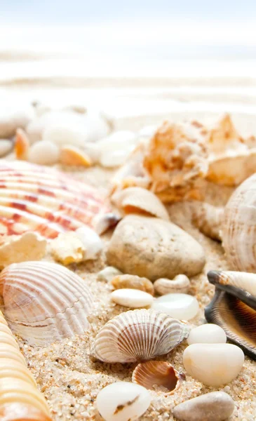 Seashells on a Beach — Stock Photo, Image