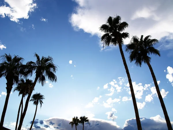 Palmy s modrou oblohou — Stock fotografie