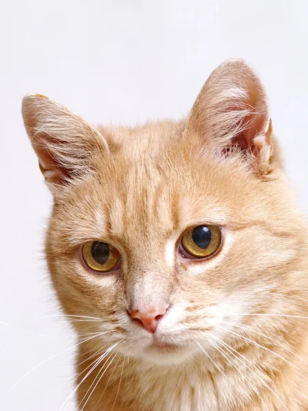 Gato de gengibre — Fotografia de Stock