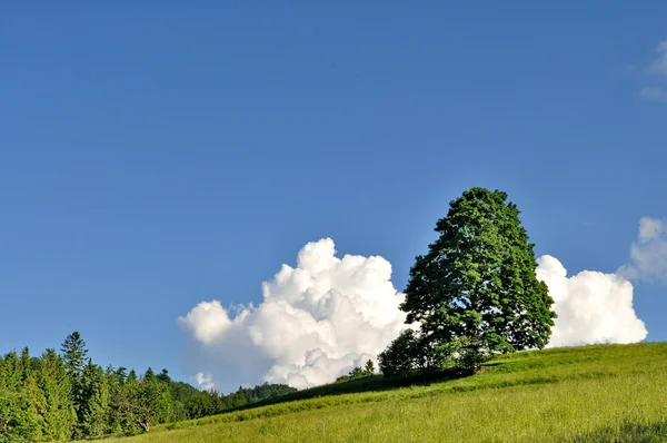 Tree on a hill with blue sky and white clouds — Stock Photo, Image