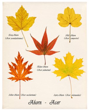 Colorful autumn maple leaves clipart